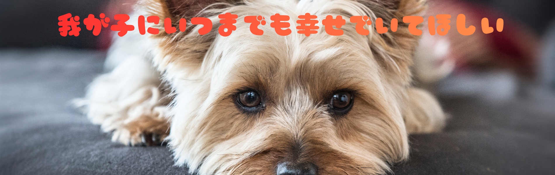 wanchanlove
